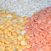 Channa Dal (kl. Kichererbsen), geschält Channa Dal (kl. Kichererbsen), geschält